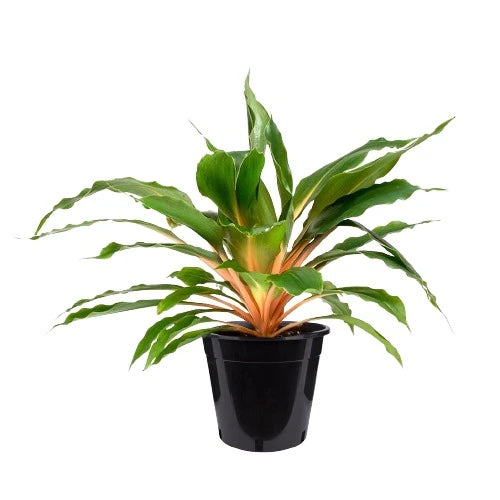 Chlorophytum orchidastrum