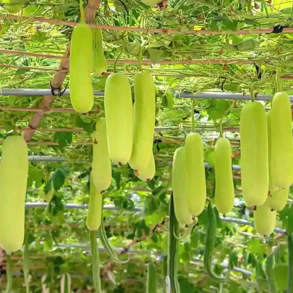 Bottle Gourd - Seed
