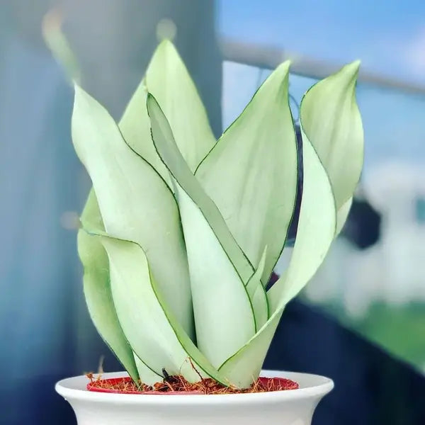 Moonshine Snake Plant