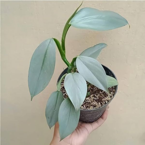philodendron hastatum silvery blue Philodendron Silver Sword (Hastatum) – Foliages.in