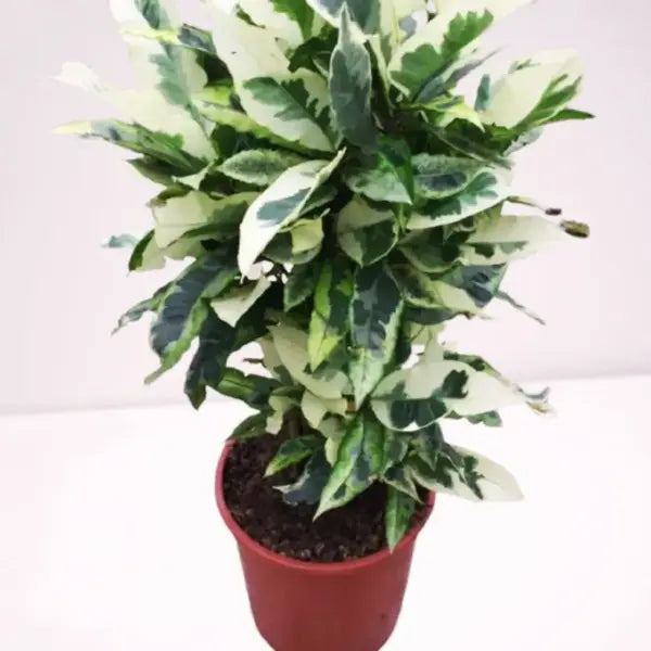 Croton Codiaeum variegatum Tamara