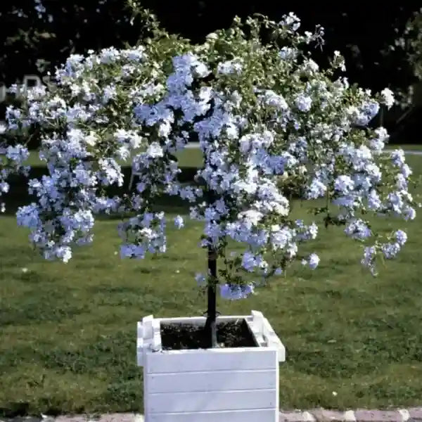 Plumbago Auriculata, Neelakoduveli