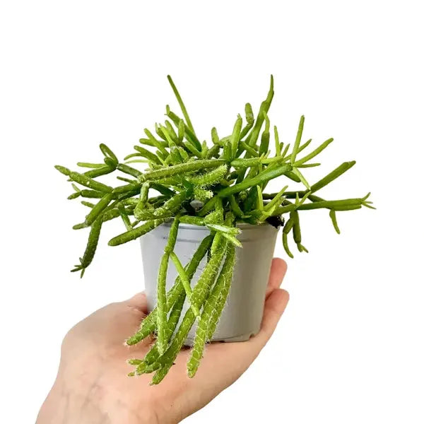 Mistletoe Cactus (Rhipsalis Baccifera)