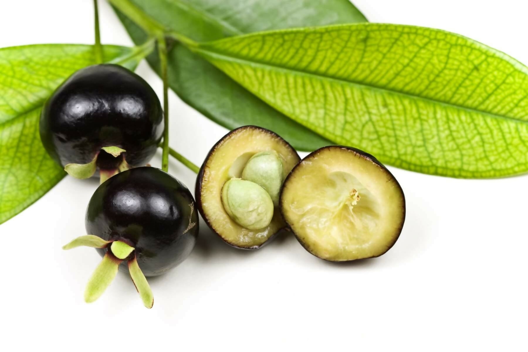 Grumichama Fruit Plants (Eugenia brasiliensis)