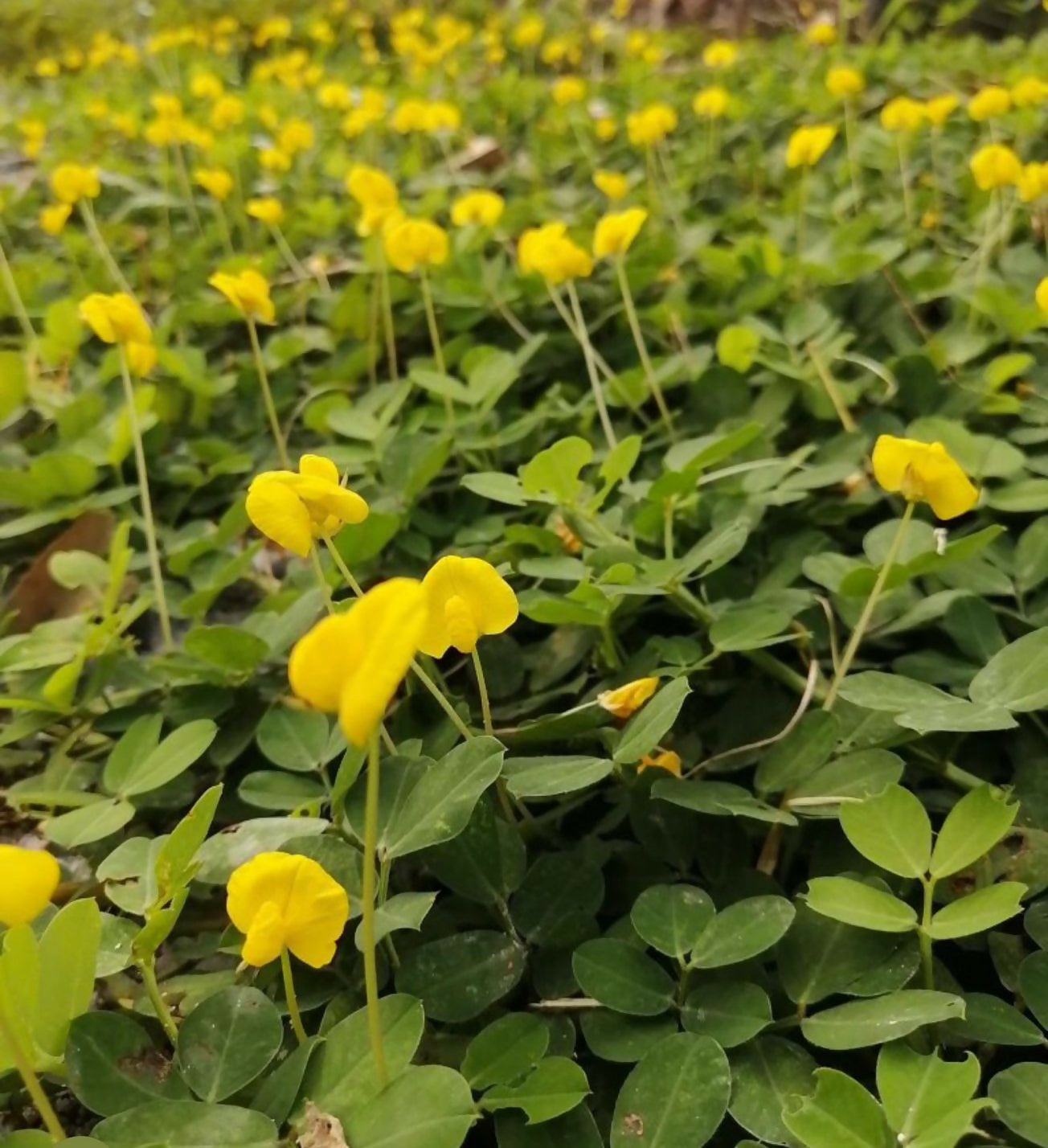 Pinto Peanut-Jiffy sized-10 plants combo