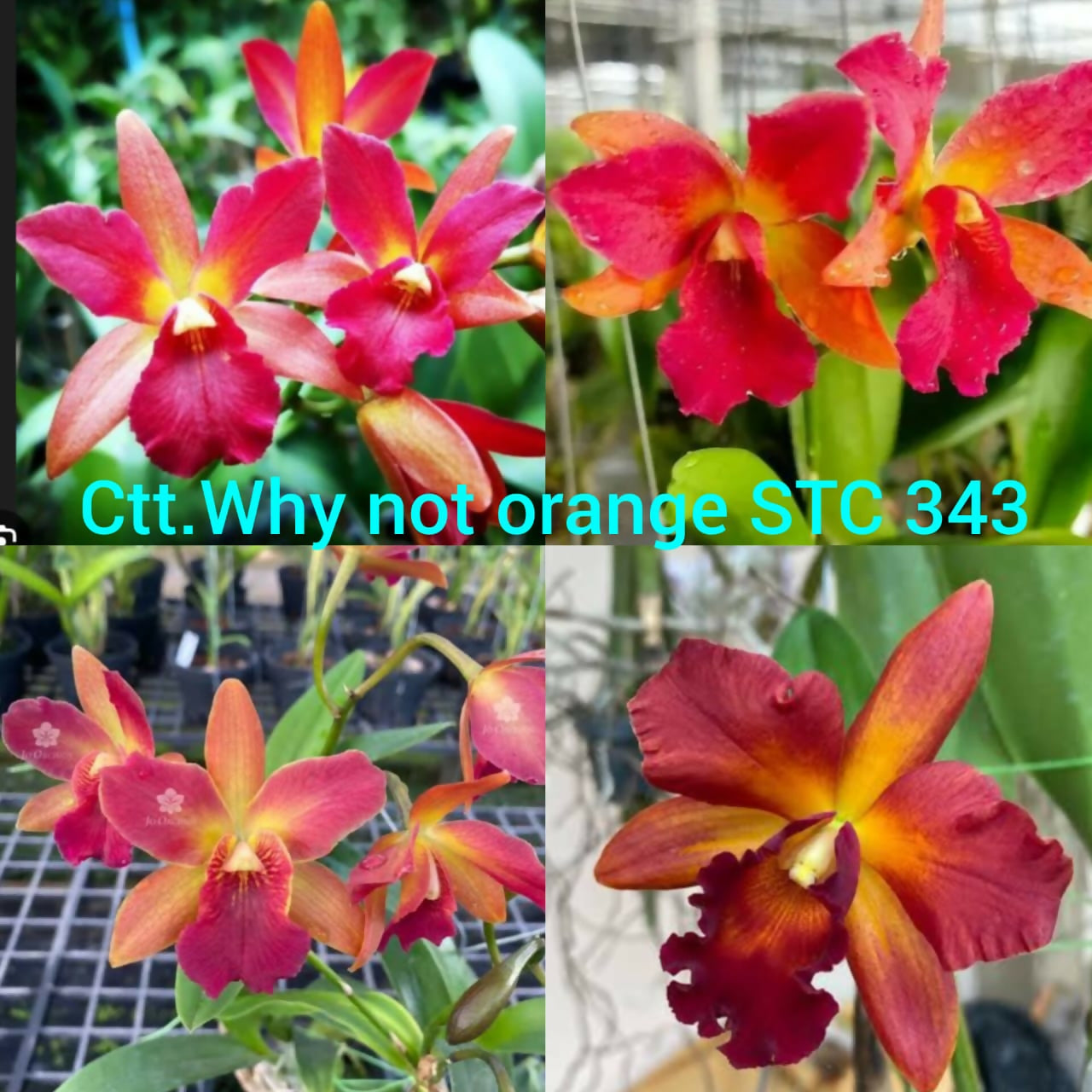 Cattelya Why not orange STC 343-Blooming size