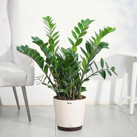 Zamioculcas Zamiifolia ‘Emerald Mirror’ (Standard ZZ Plant)