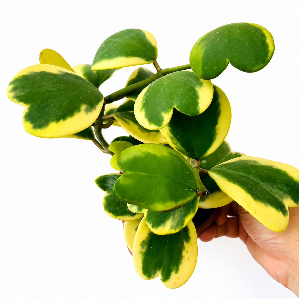 Hoya Kerrii Variegated (Variegated Sweetheart Hoya)