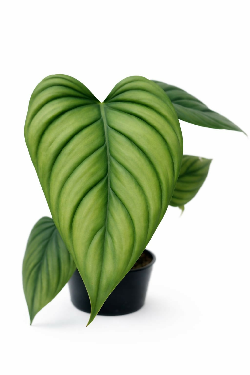 Philodendron S P Columbia