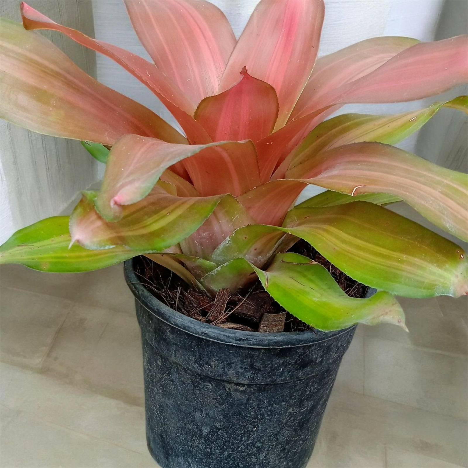 Bromeliad