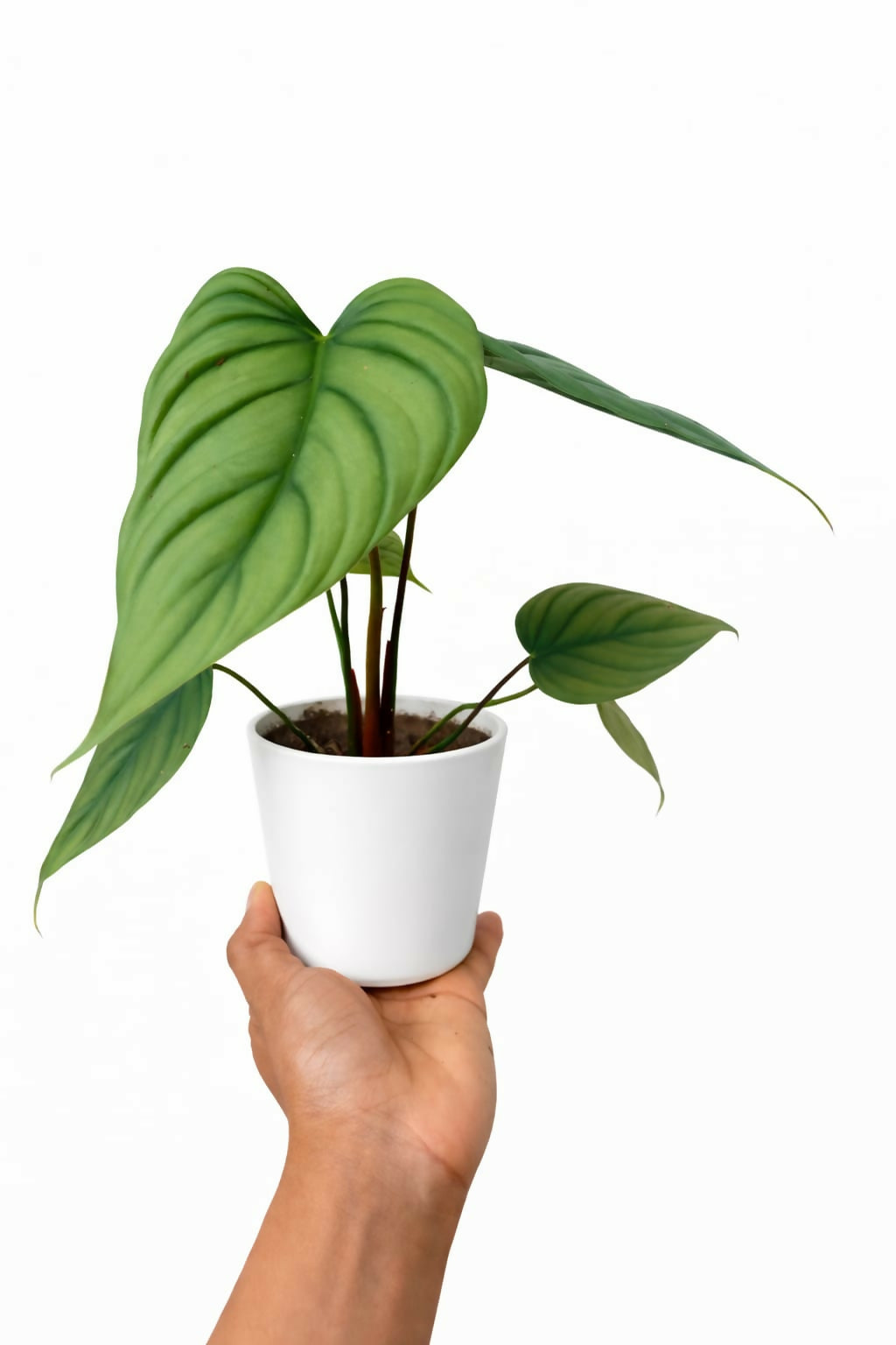 Philodendron S P Columbia