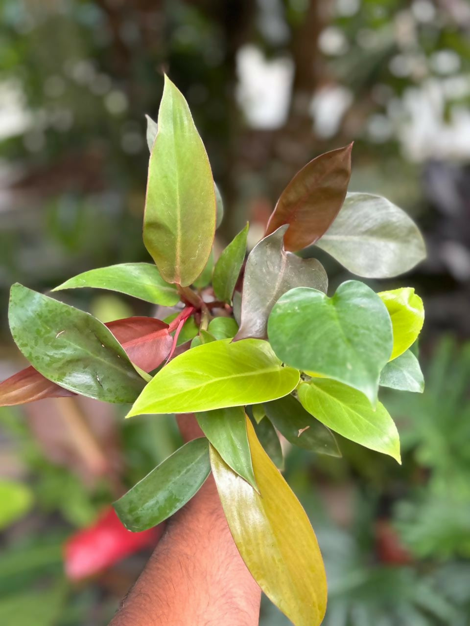 5 indoor plant combo - jiffy bag