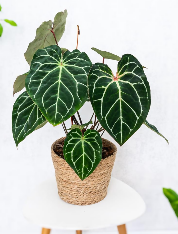 Anthurium crystallinum - Stunning tropical foliage plant- The Lush Flora