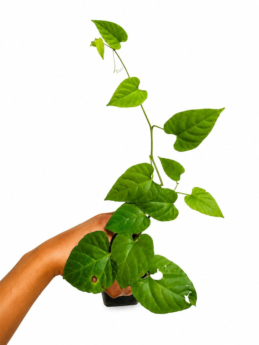 The Lush Flora Princess Vine Creeper Live Plant