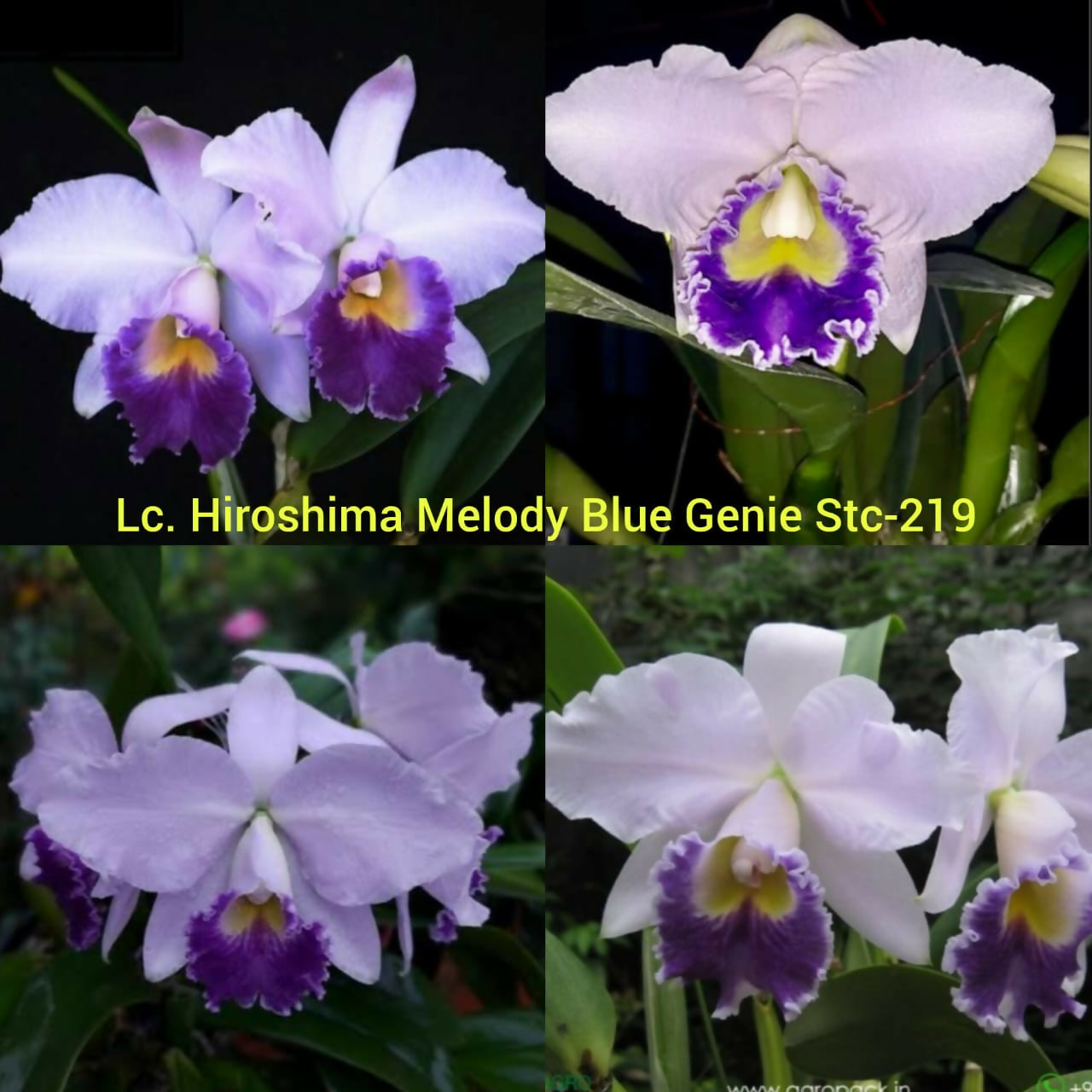 Cattleya Lc. Hiroshima Melody Blue Genie Stc-219- Blooming size