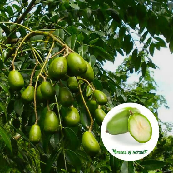 Sweet Ambazham – Live Grafted Exotic Fruit Tree - Keyfarm Wayanad