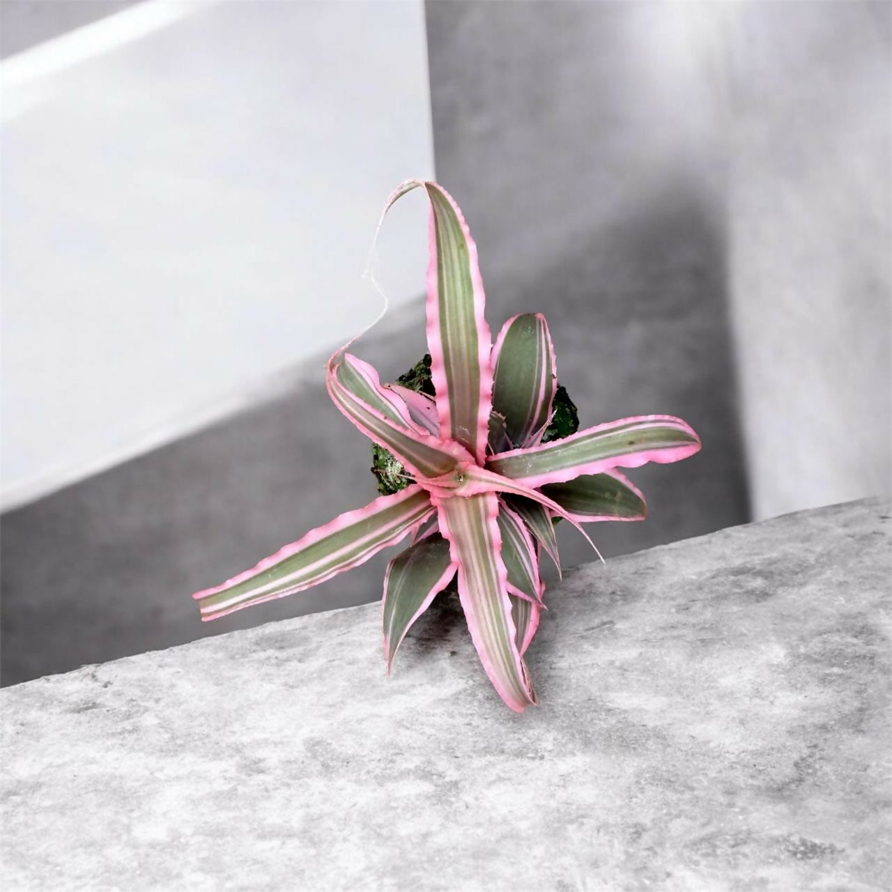Pink Crypthanthus–Jiffy sized