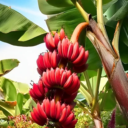 Red banana