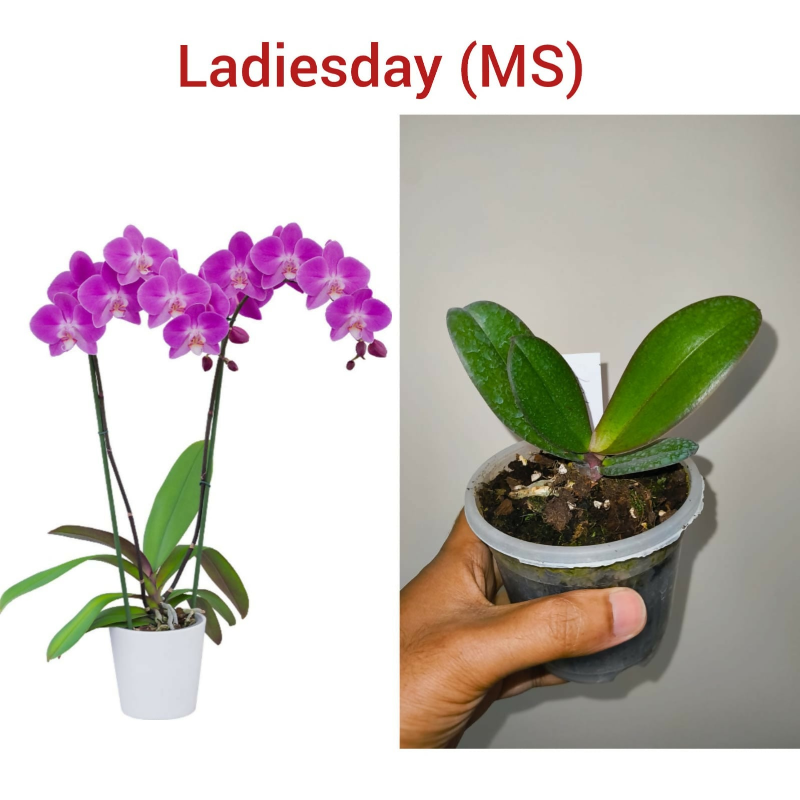 Phalenopsis Orchid-Ladiesday (MS)