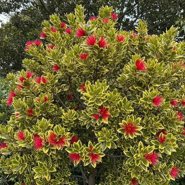 Metrosideros excelsa Variegated