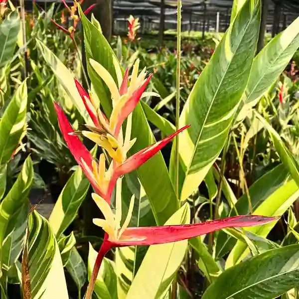 Heliconia Variegated - Super Rare