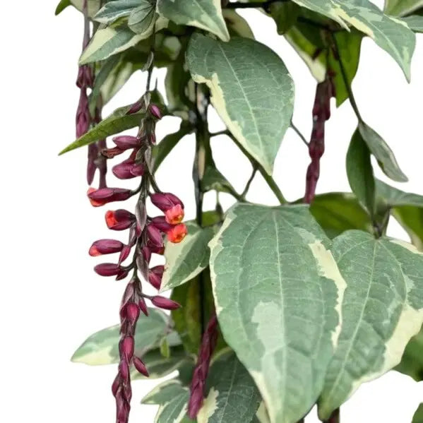 Variegated Scarlet Clock Vine, (Thunbergia coccinea 'Variegata')