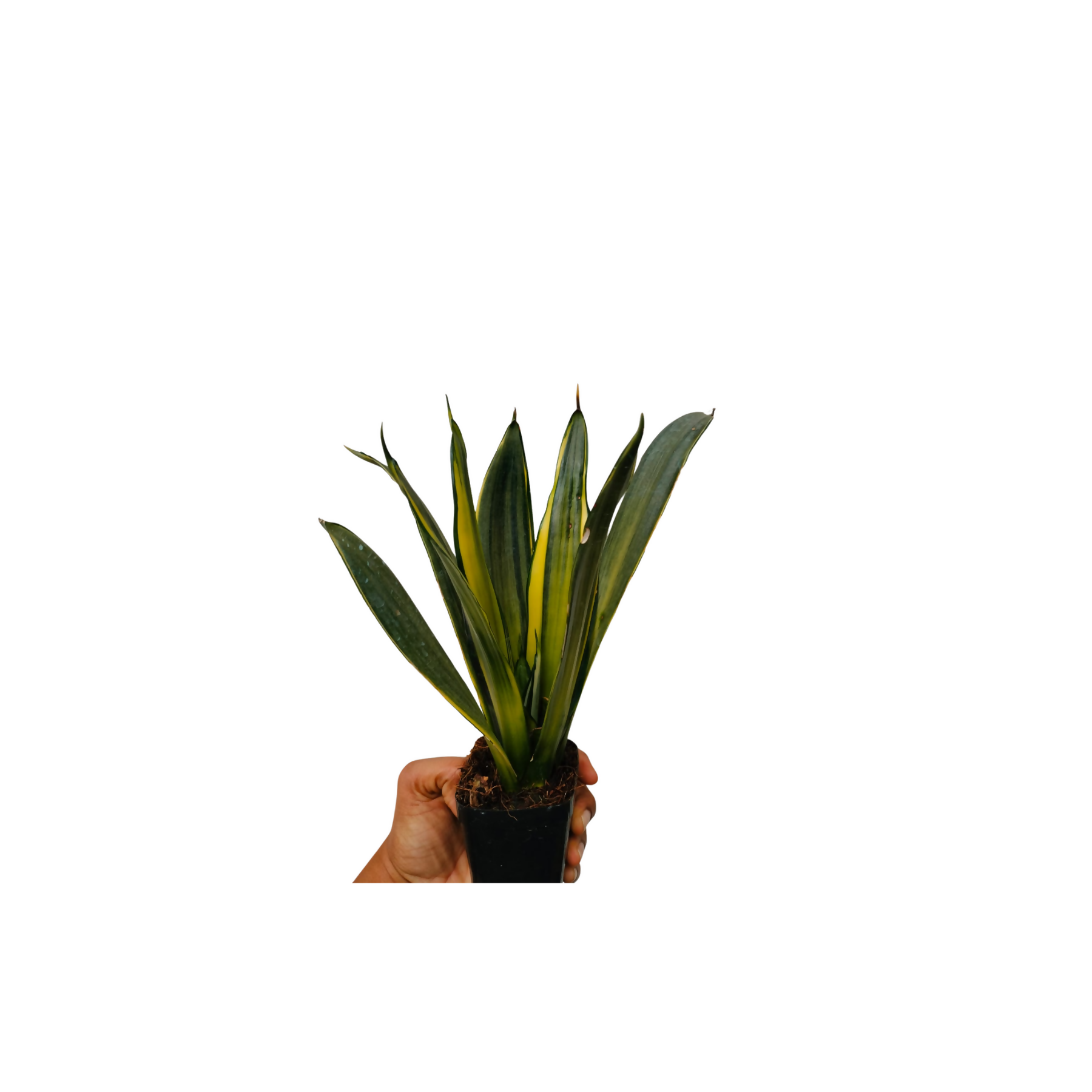 sansevieria Silver Spears