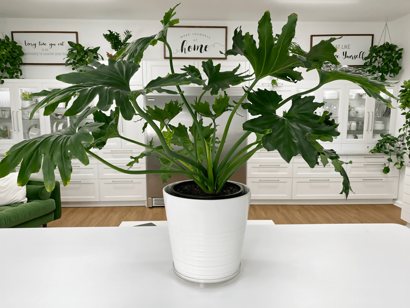 Philodendron Hope -Exotic TC plant -EtherealDNA
