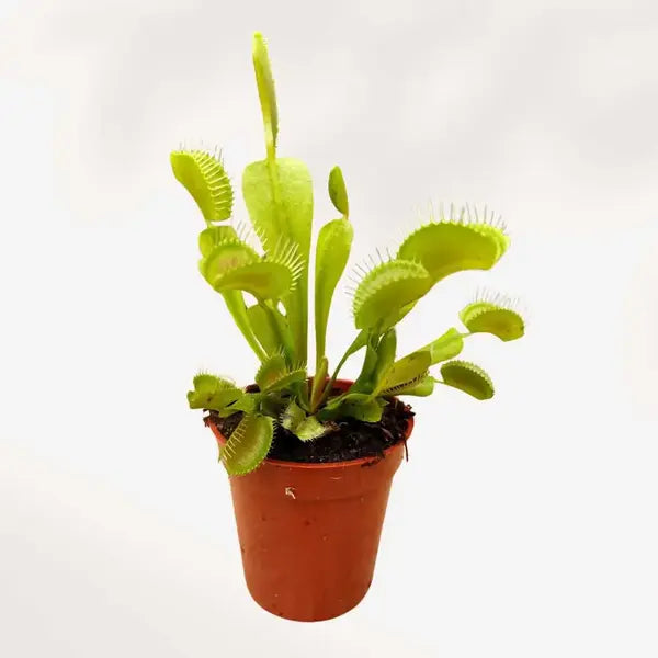 Venus Flytrap, Dionaea Muscipula