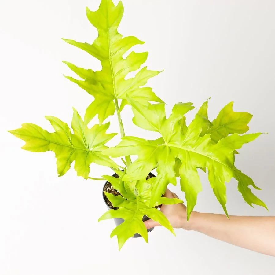 Philodendron 'Selloum Gold'