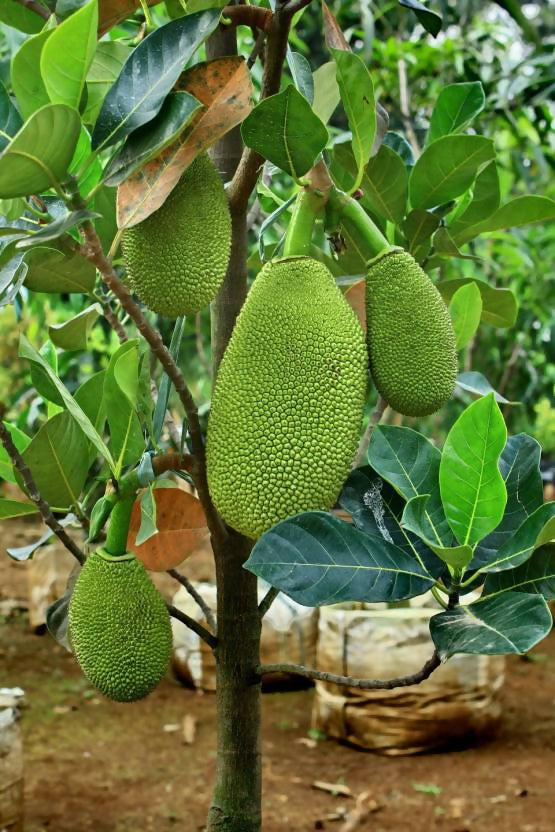 Vietnam Super Early Jack Fruit Plant