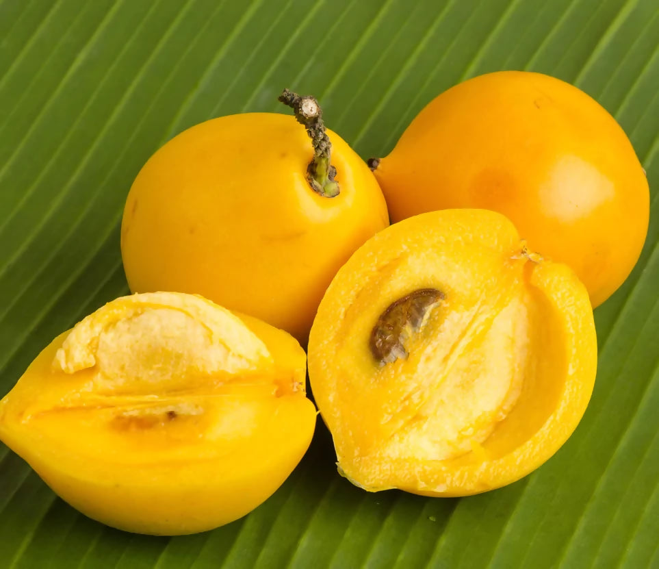 Mundu Fruit Plants (Garcinia Dulcis)