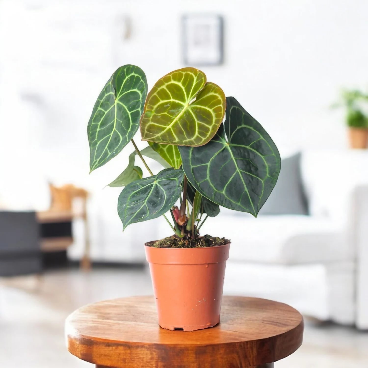 Anthurium clarinervium
