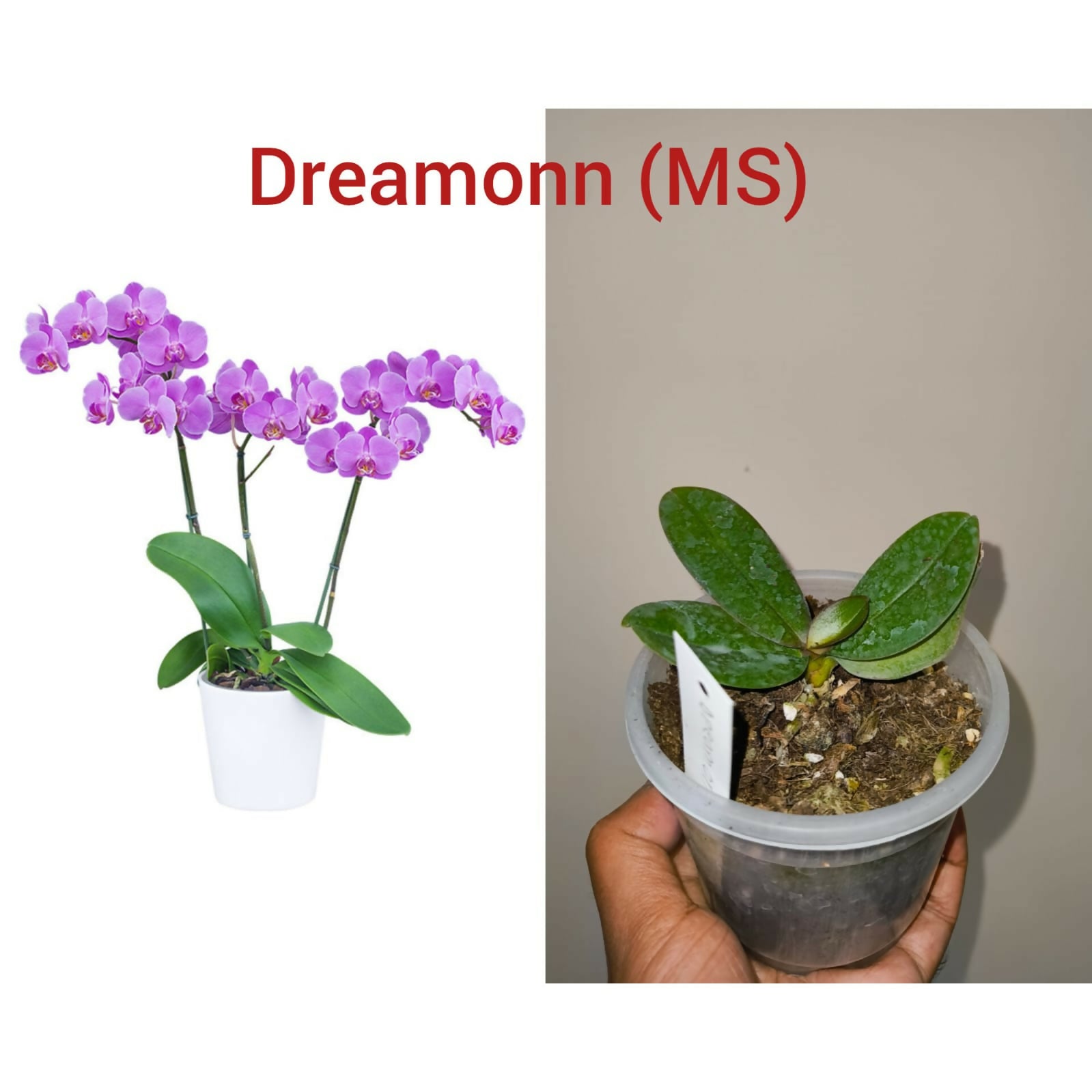 Phalenopsis orchid-Dreamonn (MS)