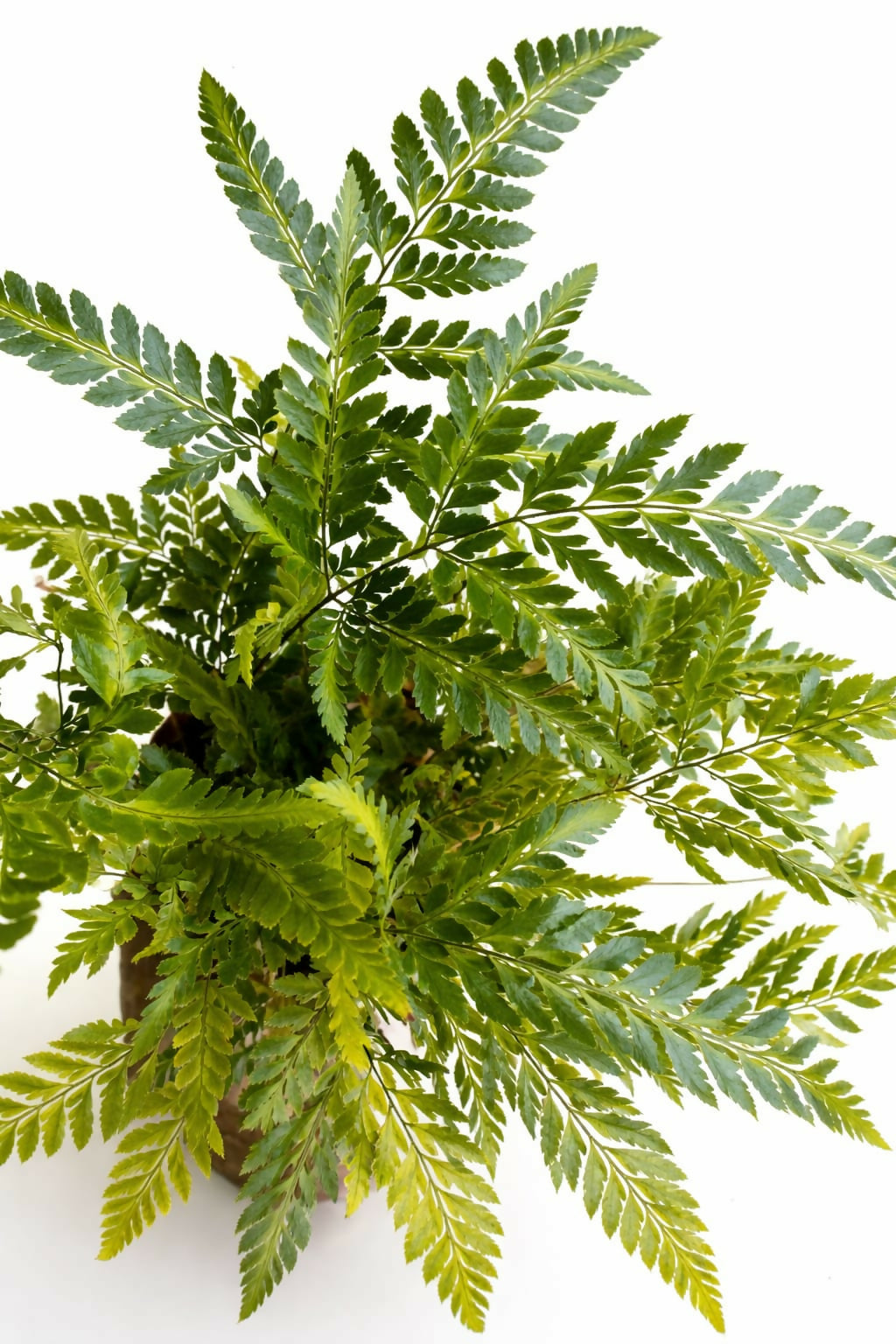 Lush Flora East Indian Holly Fern Live Plant, 1-2 Foot Tall