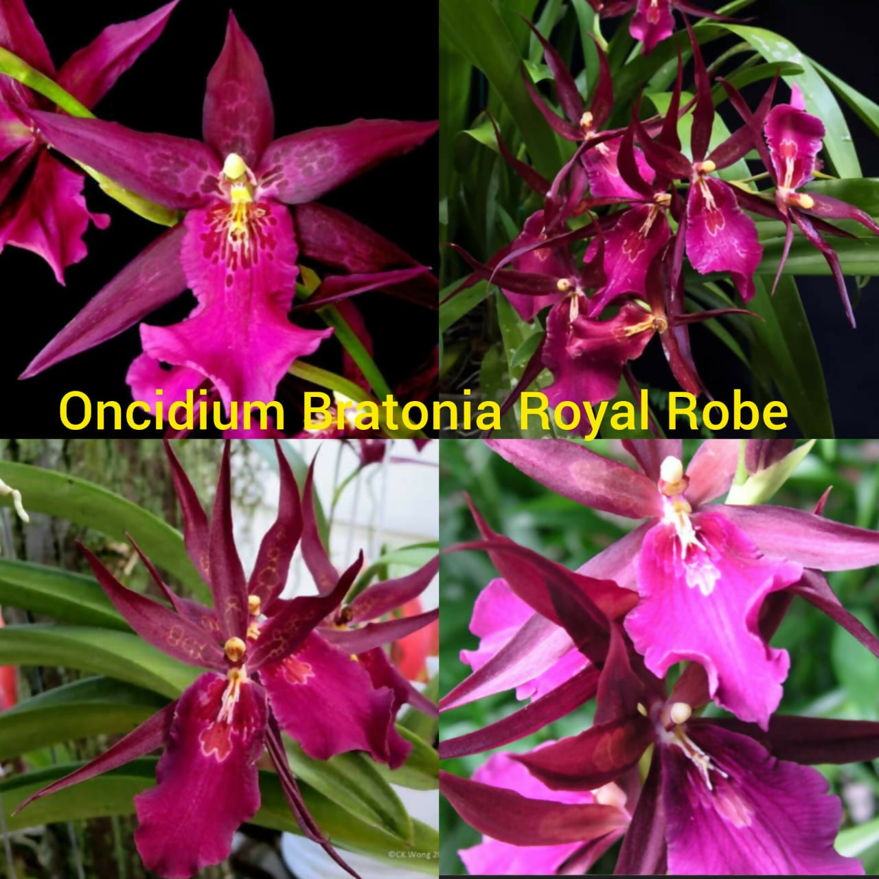 Oncidium Orchid Bratonia Royal Robe