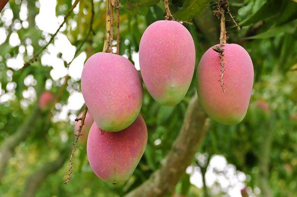 Suvarnarekha Mango Live Plant