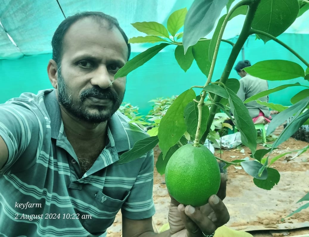 Avocado – Live Grafted Exotic Fruit Tree - Keyfarm Wayanad