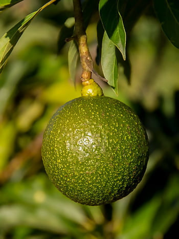 Avocado Fruit TKD1 Plants (Persea Americana)