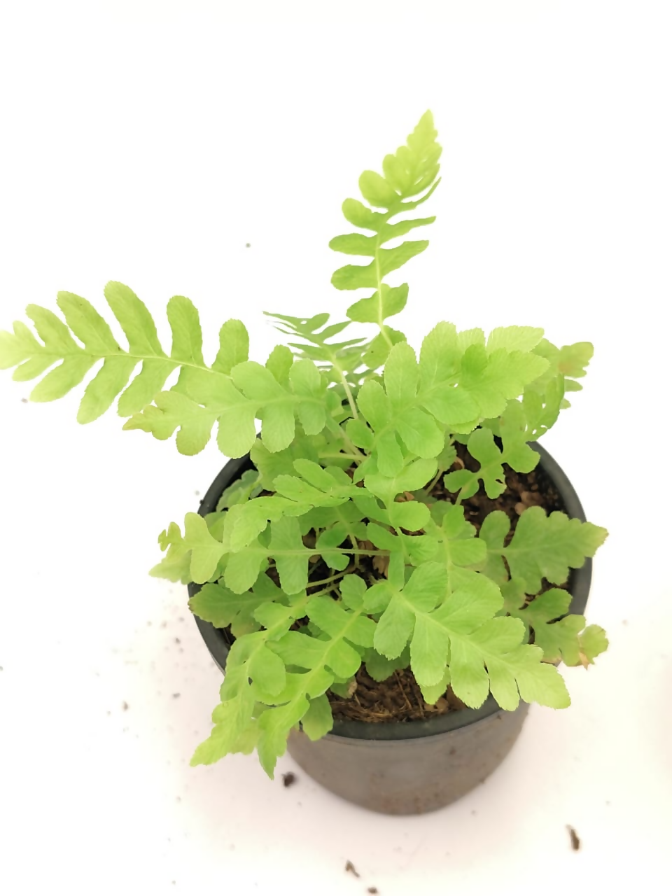Volcano Fern – Rare Starter TC Plant - Ethereal DNA