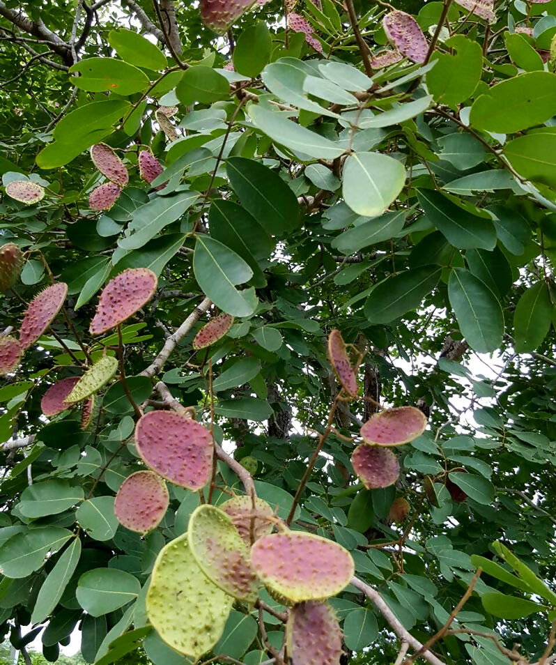 Kor Koh Fruit Plants (Sindora Siamensis)