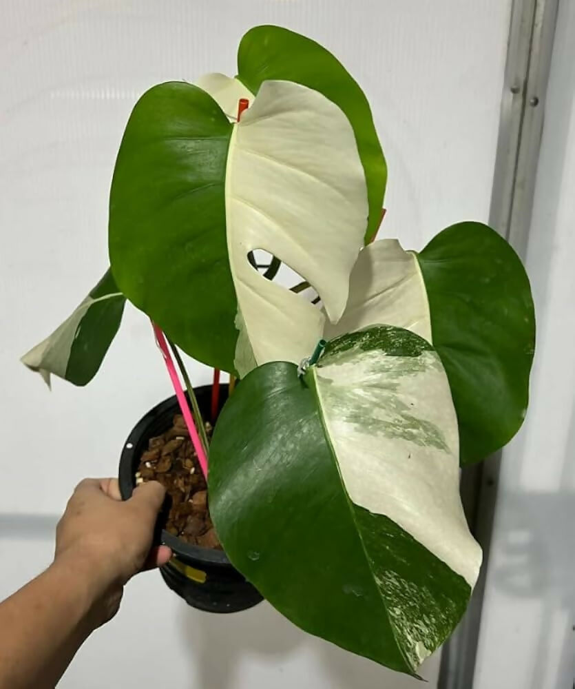 Half moon Monstera Albo Variegated Big size White – Rare Collector's Plant - Aloevera Greens
