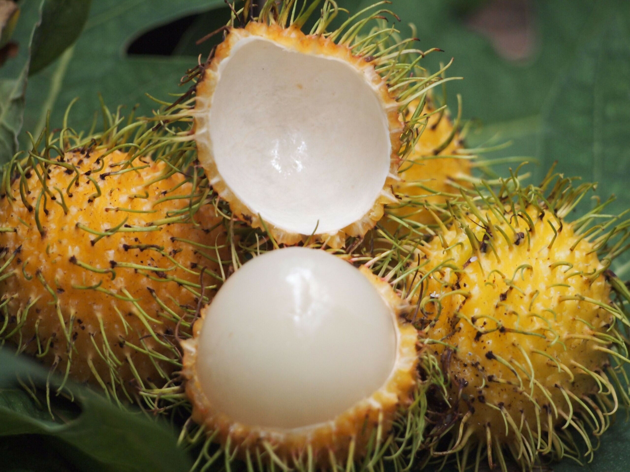 E35 Rambutan Live Plants (yellow)