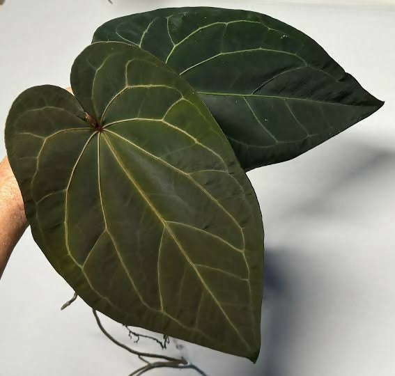 Anthurium Ace of Spades – Rare TC Plant - Ethereal DNA