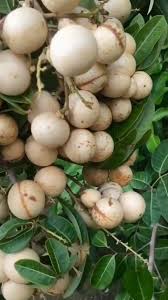 White Longan Fruit Plant - Live Tree - Fruit