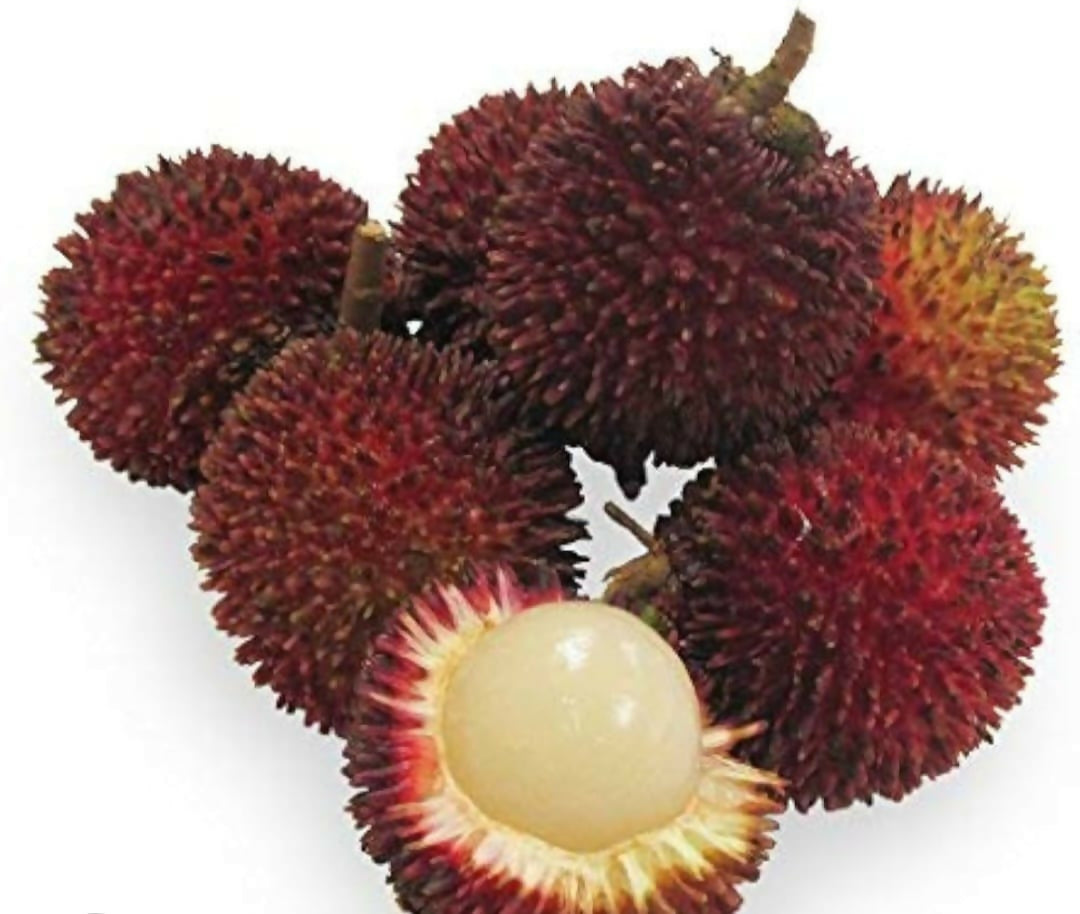 Rare Pulasan Live Grafted – Live Grafted - Keyfarm Wayanad