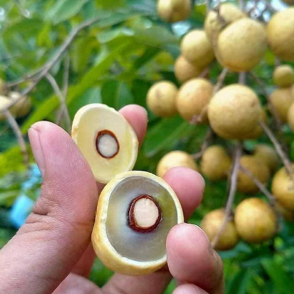 White Longan Live Plant (Dimocarpus longan)