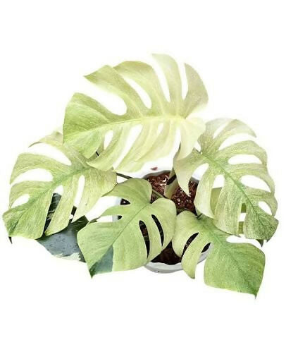 Monstera Full Mint Variegated - Aloevera Greens