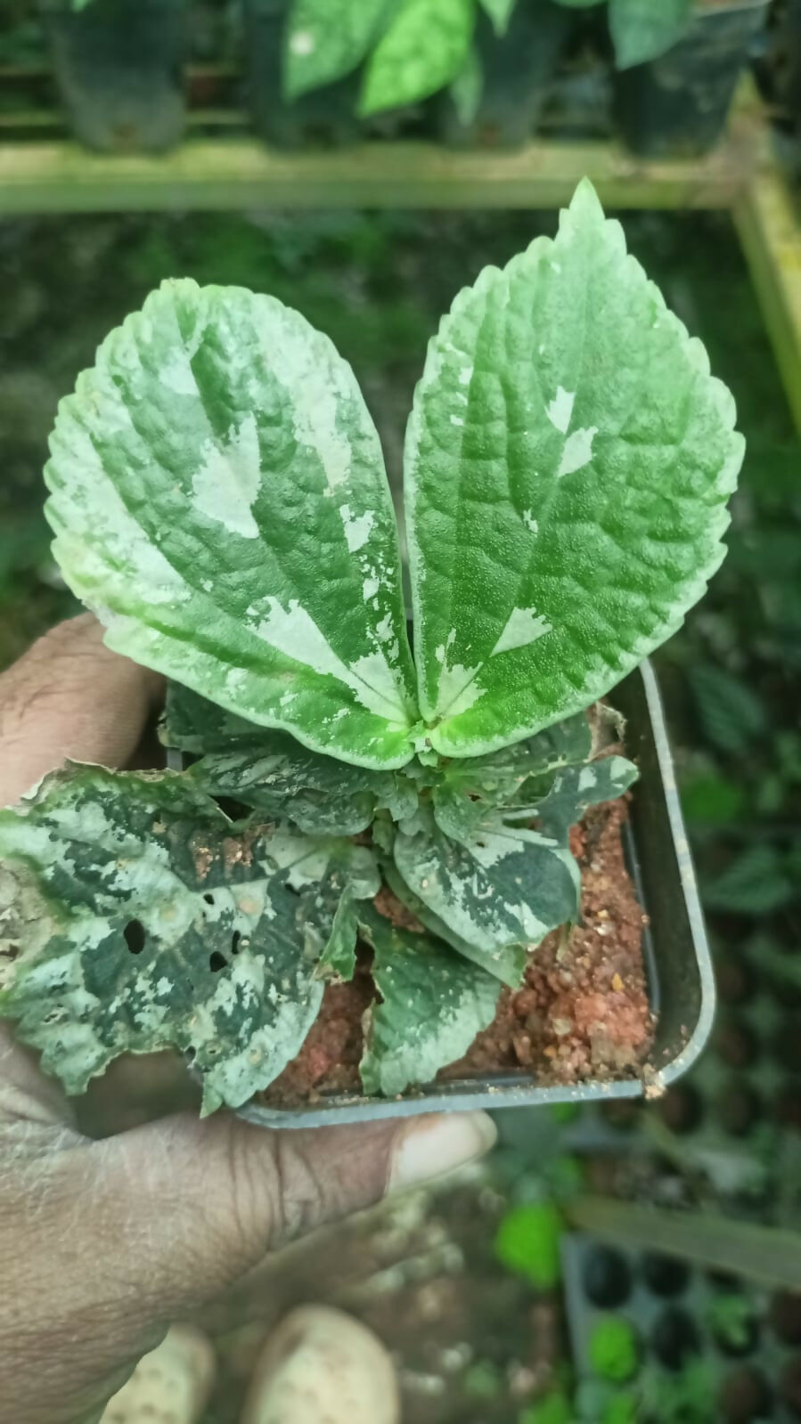 Elatostema/ pilea Var 6