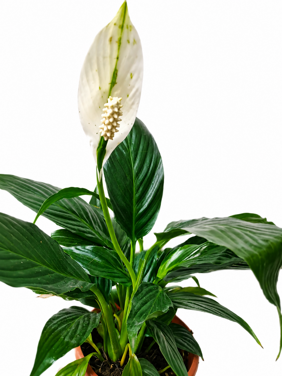 Peace Lilly/ Spathiphyllum Crown Bushy Indoor Flowering Plant